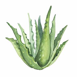 ALOE VERA